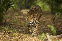 Mexico, Panthera onca, Jaguar walking in forest. by Danita Delimont