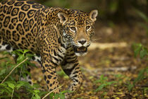 Mexico, Panthera onca, Jaguar in forest. von Danita Delimont