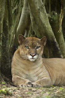 Puma concolor, Puma in montane tropical forest. by Danita Delimont