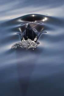 Chimera of the Pilot Whale by Danita Delimont