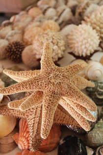 Dried sea stars sold as souvenirs von Danita Delimont