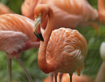 Caribbean Flamingo, Mexico by Danita Delimont