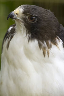 White-tailed hawk, Buto albicaudatus, in Anton el Valle, Panama by Danita Delimont