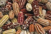 Peruvian maize varieties dried in open air, Cusco, Peru. by Danita Delimont