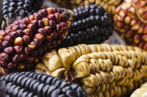 Various types of corn Peru. by Danita Delimont