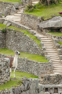 Llama at Machu Picchu, Aguas Calientes, Peru. von Danita Delimont
