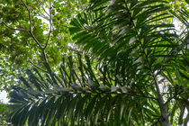 Amazon Jungle Palm Tree by Danita Delimont