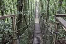 Suapension Bridge, Amazon Natural Park by Danita Delimont