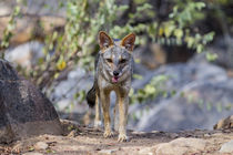 Sechuran Fox, Chaparri Ecological Reserve by Danita Delimont