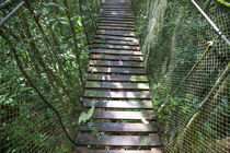 Suspension Bridge in the Jungle by Danita Delimont