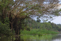 Aerial roots on tree, Amazon basin, Peru. von Danita Delimont