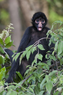 Black Spider Monkey, Amazon basin, Peru. by Danita Delimont