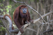 Red Howler Monkey, Amazon basin, Peru. von Danita Delimont