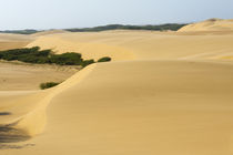 Sand dunes, Medanos de Coro National Park, near Coro, Falcon... by Danita Delimont