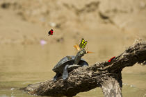 Yellow-spotted River Turtle Sunbathing & Butterfly by Danita Delimont