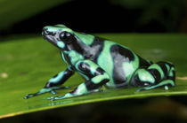 Green and Black Poison Dart Frog is native to Central Americ... by Danita Delimont
