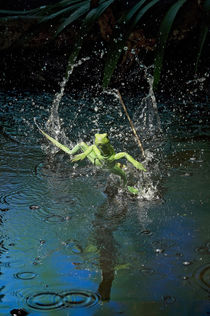 Green basilisk or plumed basilisk running on water, Costa Rica by Danita Delimont