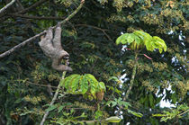 Three-Toed Sloth Perezoso de Tres Dedos, Cahuita, Caribe, Costa Rica by Danita Delimont