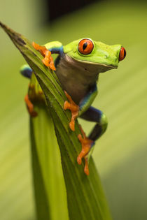 Red-eyed tree frog close-up. Credit as: Cathy & Gordon Illg ... von Danita Delimont
