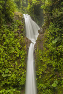 Costa Rica, Monteverde Cloud Forest Biological Reserve by Danita Delimont