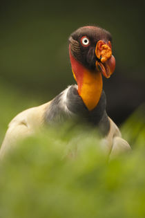 Central America, Costa Rica, King Vulture, Sarcoramphus papa... von Danita Delimont