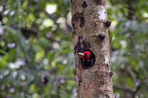 Pale-Billed Woodpecker von Danita Delimont