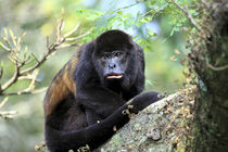 A female Mantled Howler Monkey sits in a tree Lomas de Barbu... by Danita Delimont