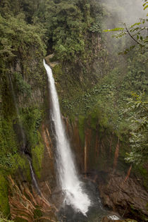 Toro Falls, cloud forest, Costa Rica von Danita Delimont