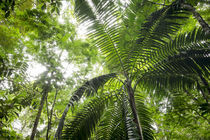 Inside rainforest, Selva Verde, Costa Rica von Danita Delimont