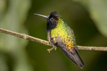 Black-bellied hummingbird in cloud forest, Costa Rica by Danita Delimont