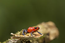 Blue-jeans or strawberry poison dart frog on rainforest floo... von Danita Delimont