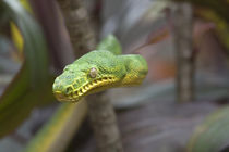 Emerald tree boa snake, Costa Rica by Danita Delimont