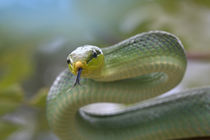 Red-tailed green rat snake, Costa Rica by Danita Delimont
