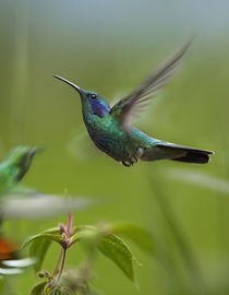 Green violet-ear and Green-breasted mango hummingbirds, Costa Rica. von Danita Delimont