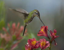 Sword-billed hummingbird drinking from a flower, Costa Rica von Danita Delimont