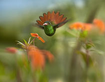 Rufous-tailed hummingbird, Costa Rica. by Danita Delimont