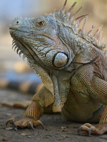 Headshot of a Green Iguana, Costa Rica, summer von Danita Delimont
