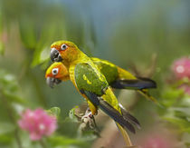 Conure parrots, Costa Rica by Danita Delimont