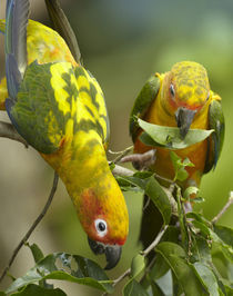 Conure parrots, Costa Rica. by Danita Delimont