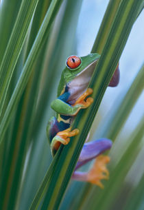 Red-eyed tree frog, Costa Rica von Danita Delimont