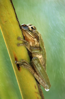 European Tree frog clinging to a stem, Costa Rica by Danita Delimont