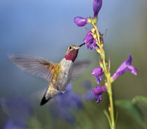 Broad-tailed hummingbird at Penstemon, Costa Rica. by Danita Delimont
