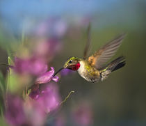 Broad-tailed Hummingbird, Costa Rica. by Danita Delimont