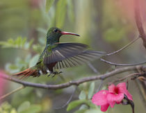 Hovering male rufous-tailed hummingbird, Costa Rica. by Danita Delimont