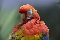Scarlet macaw preening, Costa Rica. von Danita Delimont