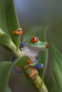 Red-eyed tree frog, Costa Rica von Danita Delimont