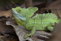 Male Jesus Christ lizard, Costa Rica von Danita Delimont