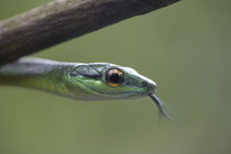 Head of a Parrot snake, Costa Rica von Danita Delimont