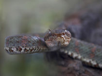 Eyelash Pit Viper snake, Costa Rica by Danita Delimont