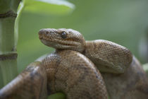 Cook's tree boa snake coiled, Costa Rica by Danita Delimont